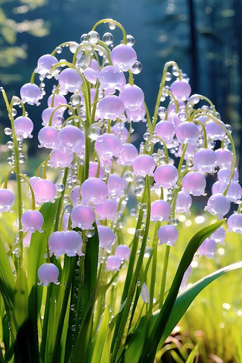 Purple Lily Of The Valley, Pretty Flowers Pictures, Purple Lily, Valley Flowers, Lily Of The Valley Flowers, Lovely Flowers Wallpaper, Nothing But Flowers, Pretty Landscapes, Flower Therapy