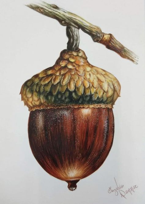 Acorn Drawing, Acorn Painting, Colored Pencil Art Projects, Fall Drawings, Learn Watercolor Painting, Acrylic Art Projects, Colored Pencil Artwork, Learn Watercolor, Paint Brush Art