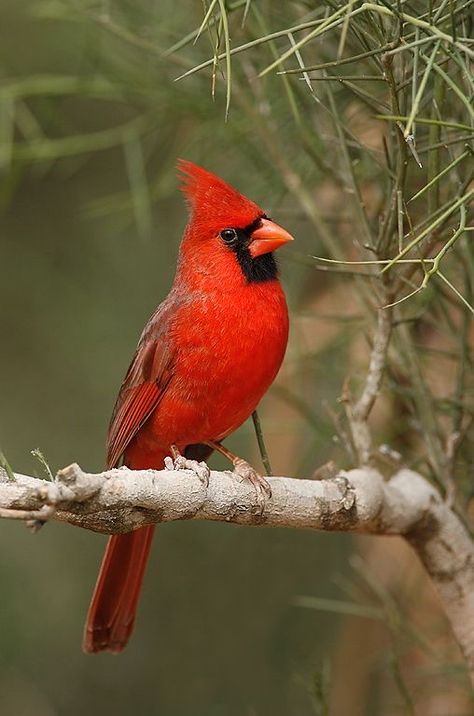 Red Birds Painting, Red Crested Cardinal, Winter Cardinal Photography, Cardinal Reference Photo, Cardinal Birds Art, Red Cardinal In Snow, Bird Identification, State Birds, Most Beautiful Birds