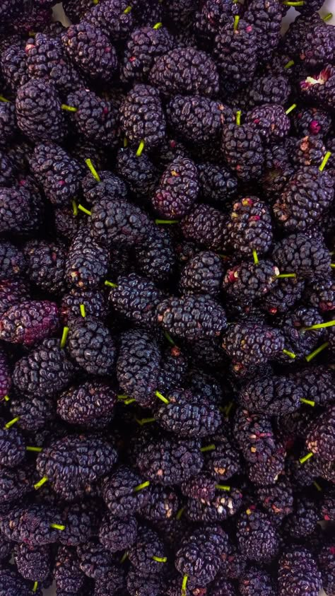 ig: @paula.pieretti 🏷️ Black Berries Aesthetic, Blackberry Photography, Berries Photography, Shimmer Eye Makeup, Fruit Wallpaper, Food L, Fruit Photography, Seasonal Color Analysis, Berry Fruit