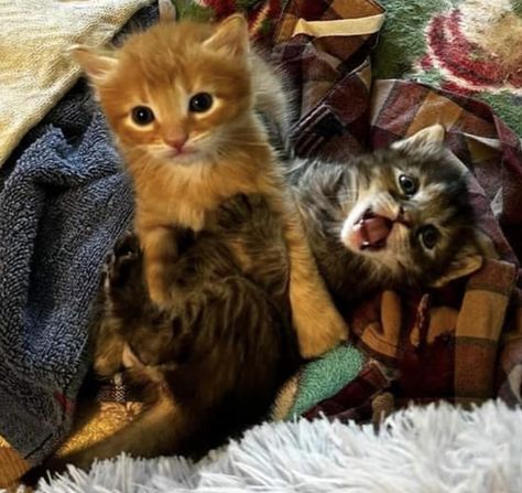 orange kitten + brown tabby kitten playing Kittens Snuggling, Ginger Cat And Brown Cat, Us Pictures, Brown Cat And Orange Cat, Puppy And Kitten, 2 Cute Cats, Grey And Orange Cat, Two Kittens, Two Animals