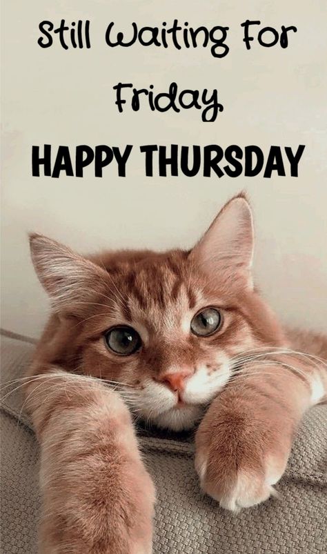 Thursday Cat Humor, Good Morning Thursday Cats, Hello Thursday Good Morning, Good Morning Thursday Funny, Good Morning Cats Funny, Thursday Quotes Good Morning, Hello Thursday, Thursday Greetings, Good Morning Cat