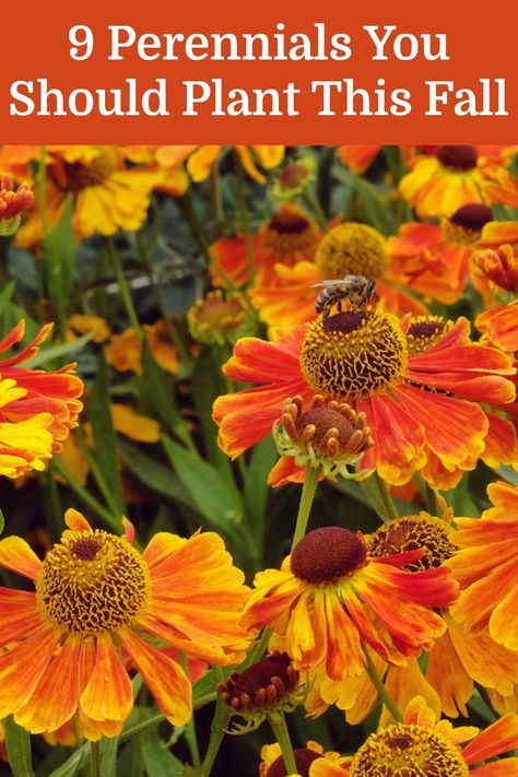 What Flowers To Plant In The Fall, Fall Shade Plants For Pots, Zone 5 Fall Planting, Planting Perennials In The Fall, Perinneals To Plant In Fall, Best Plants To Plant In The Fall, Fall Garden Inspiration, Fall Planting Perennials Zone 5, Fall Flowering Plants