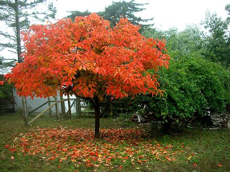 Persimmon Tree Foliage Fuyu Persimmon Tree, Japanese Persimmon, Persimmon Tree, Fruit Bearing Trees, Red Maple Tree, Tree Seedlings, Tree Identification, Live Tree, Master Gardener