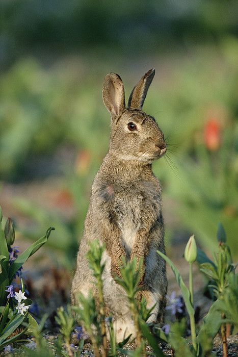 European Rabbit Irish Hare, Rabbit Photography, Rabbit Pictures, Rabbit Photos, Cute Bunny Pictures, Bunny Painting, Oversized Art, Bunny Pictures, Cute Elephant