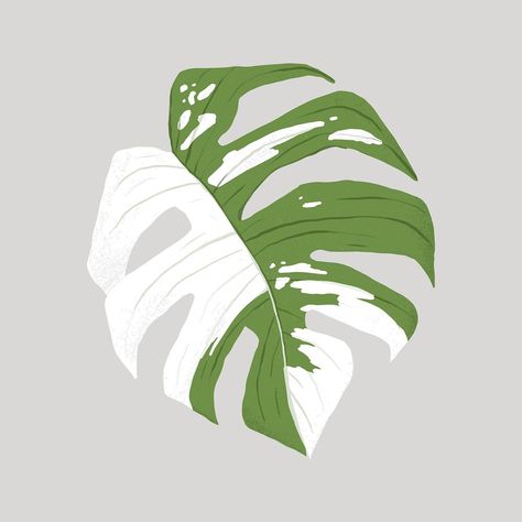 Monstera leaf collage element vector | premium image by rawpixel.com / Aum Monstera Leaf Illustration, Monstera Aesthetic, Plants Drawings, Leaf Aesthetic, Botanical Collage, Leaf Collage, Variegated Monstera, Collage Elements, Leaf Illustration