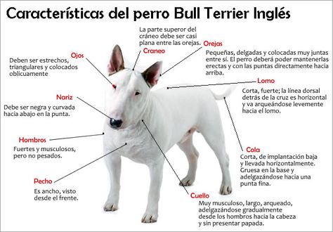 Bull Terrier Tattoo, Mini Bull Terriers, Bully Breeds Dogs, English Bull Terriers, Best Dog Breeds, Bull Terriers, Bully Breeds, Wild Dogs, English Bull