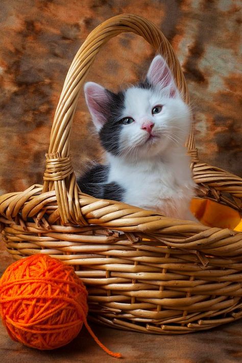 Ball Of Yarn, Image Chat, Cat Care, Cats Meow, Beautiful Cats, Cat Photo, Animals Friends, Crazy Cats, Cat Love