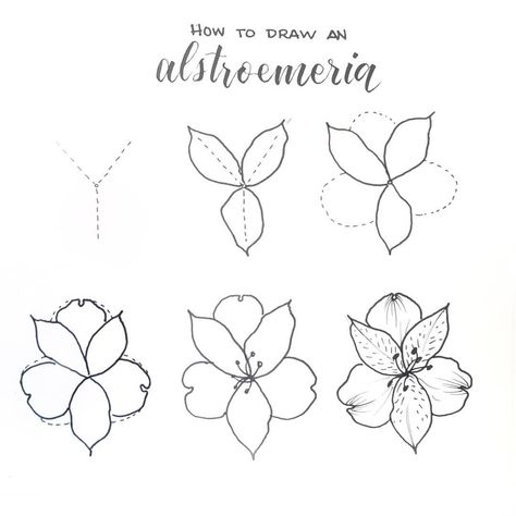 How to draw an alstroemeria (aka Peruvian Lily, or Lily of the Incas). These flowers come in a fireworks display of color, so you can use… Fireworks Quotes, How To Draw Fireworks, Firework Painting, Peruvian Lily, Fireworks Wallpaper, Fireworks Craft, Fireworks Art, Fireworks Photography, Peruvian Lilies