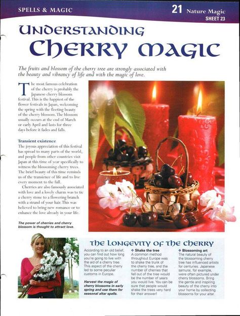 Mind, Body, Spirit Collection - Understanding Cherry Magic Magickal Herbs, Cherry Magic, Kitchen Witchery, Cherry Blossom Festival, Wicca Witchcraft, Flower Festival, Herbal Magic, White Witch, Wiccan Spells