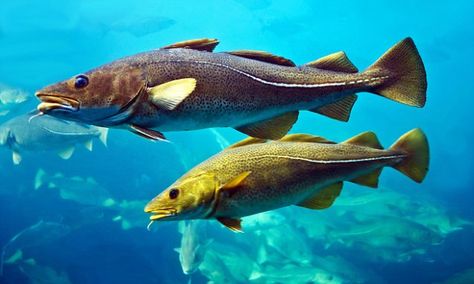 Atlantic Cod, Archaeology News, Cod Fish, Two Fish, Small Tank, Rodents, Animal Planet, Sea Animals, Dressage