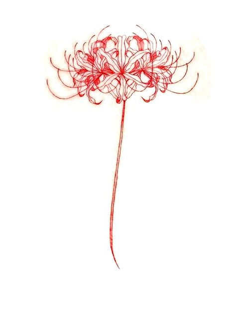 Spider Lily Traditional Tattoo, Spiderlili Tattoo Red, Spider Lily Line Art, Spider Lily Design, Spider Lily Tattoo, Lily Tattoo Design, Lilies Drawing, Black And White Spider, Red Spider Lily