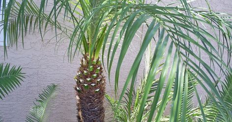 Pygmy date palms, also called dwarf date palms, and miniature date palms, do great in the Phoenix area. Like all non-native plants that ... Pygmy Date Palm Landscaping, Pygmy Palm, Pygmy Date Palm, Date Palms, Date Palm, Tree Trimming, Tropical Paradise, Native Plants, Palm Trees