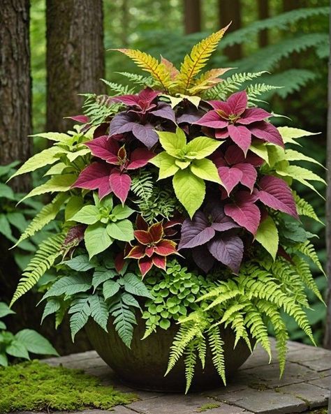 Growing Plants In Pots, Geranium Container Ideas, Full Sun Patio Plants, Coleus Garden Ideas, Container Flower Ideas, Coleus Pots, Coleus Planter Ideas, Indoor Plant Combinations, Canna Lily Landscaping Ideas