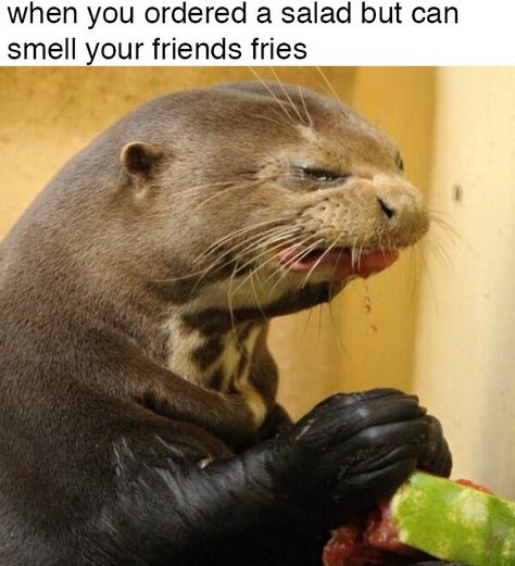 When you regret your self-control: | 23 Pictures That Perfectly Sum Up Attempting To Be Healthy Growing Up Black Memes, Black Memes, Make Funny Faces, Silly Faces, Funny Bunnies, Funny Animal Pictures, Animal Memes, Funny Faces, Otters