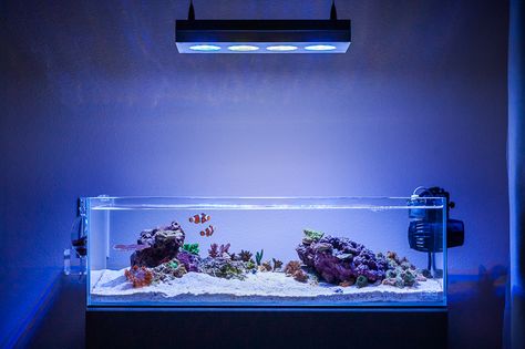 ADA 60f Reef Saltwater Tank Setup, Best Aquarium Filter, Reef Tank Aquascaping, Saltwater Aquarium Setup, Aquarium Sump, Blender Art, Marine Fish Tanks, Saltwater Aquariums, Aquarium Set