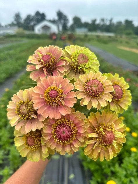 New Zinnia Varieties to Try! — PepperHarrowBoutique Iowa Flower Farm Zinnia Varieties, Contemporary Garden Design, Seed Kit, Apothecary Candles, Zinnia Flowers, Flowers Watercolor, Event Flowers, Red Queen, Seed Starting