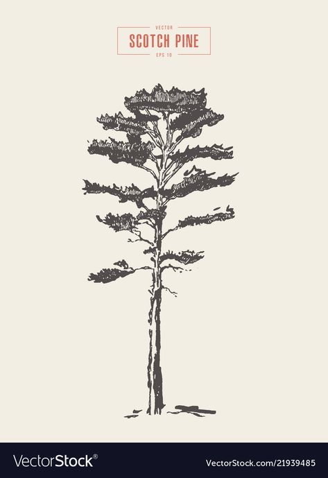 Scots Pine Tree, Scots Pine, Tree Tattoo Designs, Spruce Tree, Vintage Tree, Hand Drawn Vector, Tree Tattoo, Vintage Images, Vintage Illustration