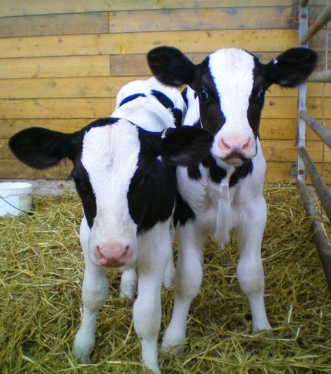 Live/work on farm Black And White Cows, White Cows, Farm Animal Coloring Pages, Baby Farm Animals, Cow Pictures, Cow Calf, Baby Cows, Cute Cows, Animal Coloring Pages