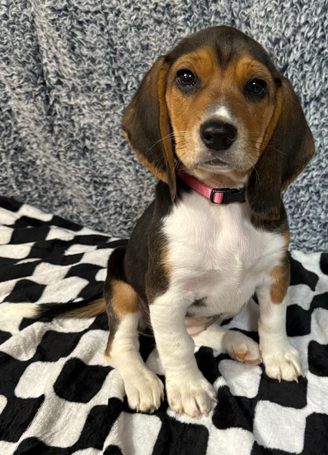 Dog for adoption - Poppy, a Beagle in Parsippany, NJ | Petfinder Beagle Golden Retriever Mix Puppies, Beagle Poodle Mix, Beagle Basset Hound Mix Puppy, Beagle Hound Mix Dog, Beagle Rescue, Adoptable Beagle, Dog Information, Cat Training, Beagle Dog