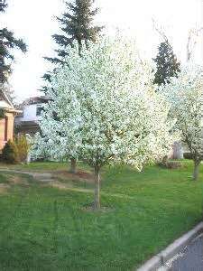 Spring Snow Crabapple - Alpha Nursery  Garden Center Fruit Trees Backyard, Crab Apple Tree, Flowering Crabapple, Trees For Front Yard, Snow Crab, Backyard Trees, Landscaping Trees, Spring Snow, Crabapple Tree