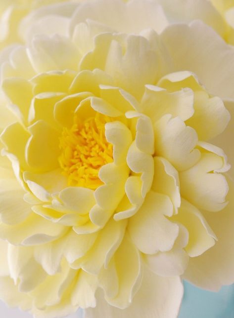 ~✿ڿڰۣ Soft Yellow Dahlia Yellow Peonies, Gum Paste Flowers, Lemon Verbena, Soft Yellow, Yellow Aesthetic, Sugar Flowers, Pastel Yellow, Mellow Yellow, Yellow Flower