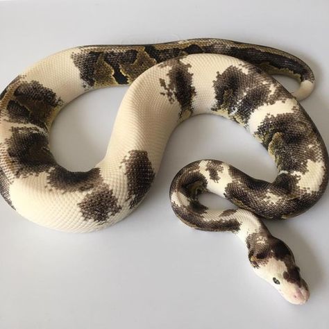 Fuzzy Snake, Aesthetic Snakes, Unique Snakes, Dream Snake, Cool Snakes, Pretty Snakes, Colorful Snakes, Ball Python Morphs, Ball Pythons