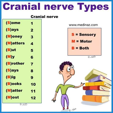 Anatomy Study Notes, Biology Tricks, Mbbs 1st Year, Anatomy Mnemonics, Anatomy Simplified, Cranial Nerves Anatomy, Medical School Notes, Loose Connective Tissue, Neet 2024