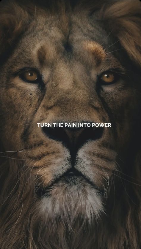 Lion Attitude Quotes, Lion Mentality, Sigma Quotes, Warrior Princess Quotes, Lion Motivation, Doctors Korean Drama, Lion Art Tattoo, Attitude Quote, Forever Living Aloe Vera