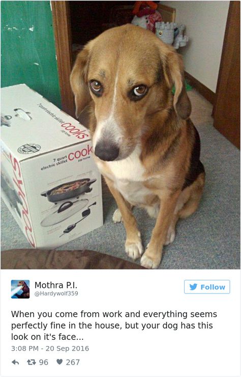 15+ Of The Best Dog Tweets Of All Time Guilty Dog, Dog Shaming, Best Tweets, Cutest Animals, Animal Friends, Photo Images, Galaxy S4, Puppy Love, Animals And Pets