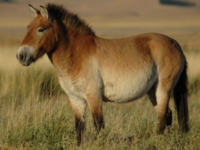 Przewalski’s horses return to the steppes of Russia Przewalski's Horse, Horse Facts, National Animal, Rare Animals, Endangered Animals, Wildlife Conservation, Horse Breeds, Endangered Species, Wild Horses