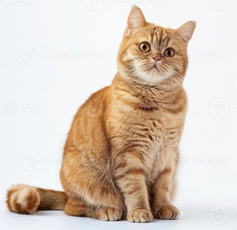 photo of ginger British shorthair cat sitting on white background, looking to camera and tail up, full body shot, isolated Cat Full Body Photo, Ginger British Shorthair, Cat Sitting Down, Downtown Photography, Cat Poses, Cat Reference, Animal Portraits Art, British Shorthair Cats, Cat Model