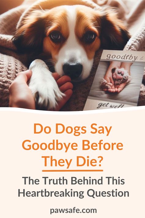 How does your pup say farewell? The notion of dogs saying goodbye before they die revolves around the deep emotional connections between dogs and their owners.  #dodogssaygoodbyebeforetheydie #dogbehaviorthatsuggestsfarewell #dogbehavior Dog Farewell Quotes, Saying Goodbye To My Dog, Saying Goodbye To Your Dog, How To Say Goodbye To Your Dog, Things To Do Before Your Dog Passes, Dogs Last Day Ideas, Saying Goodbye To A Pet, Dog Last Day, Libby Lu