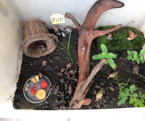 Terrarium for My Pet Snails Slug Enclosure, Snails As Pets, African Snail Terrarium Ideas, Snail Pet Care, Snails Terrarium, African Snail Terrarium, Giant African Land Snail Enclosure, Giant African Land Snails Tank, African Land Snail Tank Ideas