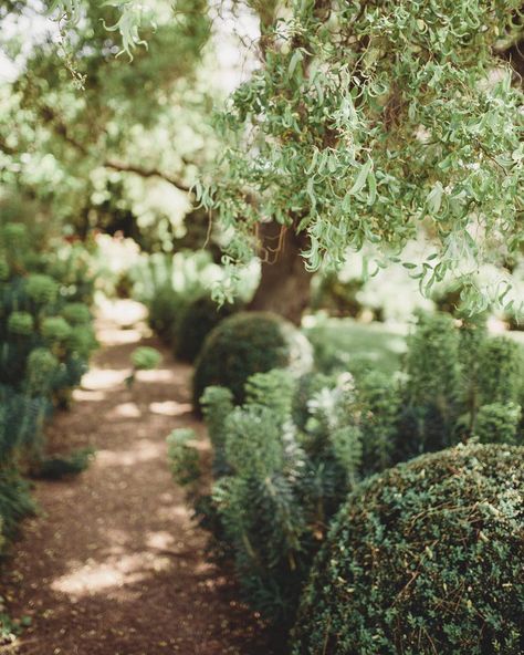 EMMA BLAKE FLORAL on Instagram: “Secret garden paths at Hopewood House. 📷 by @almaphotography.  #hopewoodhouse” Garden Paths, House In The Woods, Secret Garden, Plants, Floral, Photography, On Instagram, Instagram