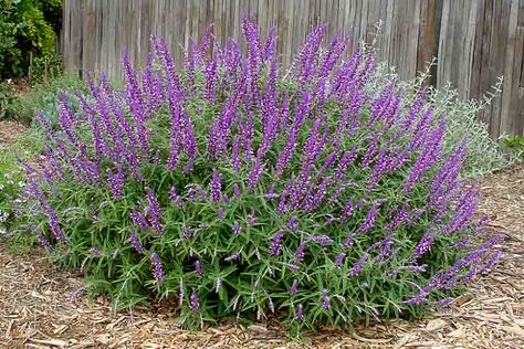 Salvia leucantha 'Santa Barbara' (Mexican Bush Sage) Mexican Bush Sage, Mexican Sage, Rose Companion Plants, Drought Tolerant Perennials, Sage Plant, Hummingbird Garden, Planting Shrubs, Coastal Gardens, Organic Soil