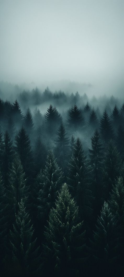 Wallpaper Woods Forest, Winter Phone Wallpaper Iphone Backgrounds, Homepage Wallpaper, Forest Trees Wallpaper, Forest Wallpaper Iphone, Woods Background, High Resolution Wallpaper, Best Nature Images, Wallpapers For Mobile Phones