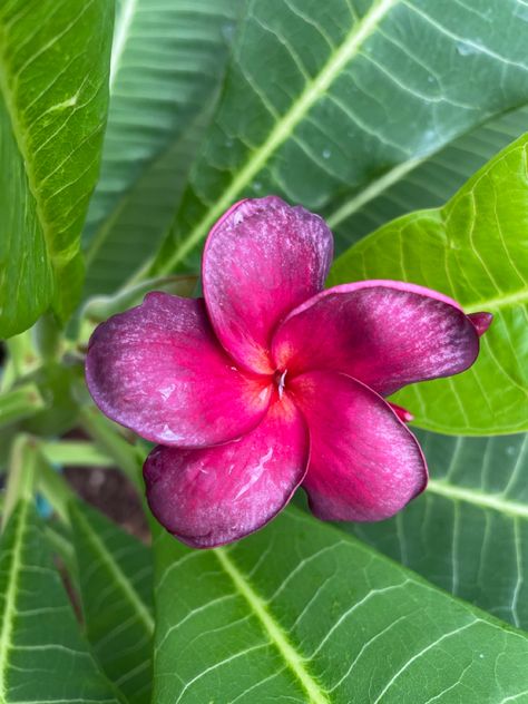 Bloom Sept 2023 - Such a beautiful flower with deep purple ridges on the petals Purple Plumeria, Deep Purple, Beautiful Flowers, Amethyst, Purple, Flowers