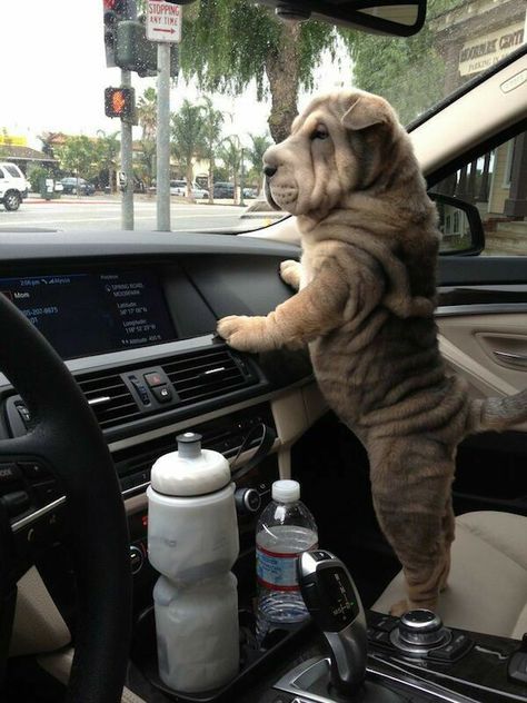 car puppy Wrinkly Dogs, Wrinkly Dog, Shar Pei Puppies, Shar Pei Dog, Boy Boy, Shar Pei, Dog Care Tips, Cute Dogs And Puppies, Old Dogs