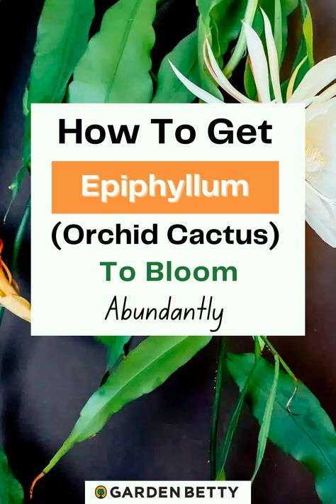 Orchid Cactus Care Tips, Orchid Cactus Care, Lady Of The Night Plant, Orchid Cactus Epiphyllum, Jungle Cactus, Night Blooming Cactus, Garden Betty, Indoor Cactus Plants, Repotting Orchids