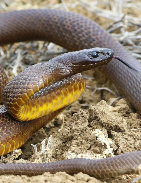 Taipan Snake, Inland Taipan, Snake Images, Venomous Snake, Venomous Snakes, Fire Image, Snake Venom, Reptile Snakes, Magazine Images