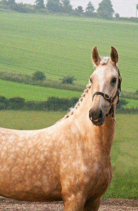 Beautiful palomino with dapples! Dapple Horse, Horse Appaloosa, Horse Standing, Pole Bending, Dutch Warmblood, Saddle Bronc, Horse Markings, Cow Horse, Palomino Horse