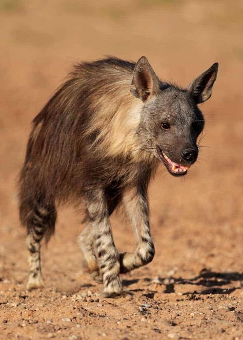 22 Brown Hyena Facts: Habitat, Diet, Strandwolf Size Hyena Animal, Brown Hyena, Facts About Animals, African Wild Dog, Arte Alien, Cute Rats, Canine Art, Nocturnal Animals, Pretty Animals