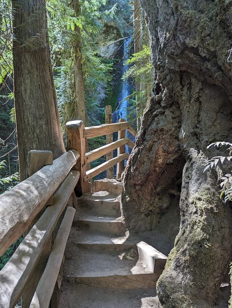 The Best Easy Hikes in Olympic National Park Pnw Trip, Washington Trip, Olympic National Forest, Olympic National Park Washington, Washington State Travel, Washington Travel, Camping Vibes, Olympic Mountains, Travel America