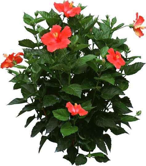 Hibiscus Flower Drawing, Hibiscus Bush, Growing Hibiscus, Hibiscus Tree, Hibiscus Garden, Summer Planter, Winter Care, Yucca Plant, Hibiscus Plant