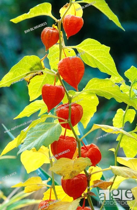 Chinese-lantern-plant, Chinese lantern, Japanese lantern, winter cherry, strawberry tomato Japanese Lantern Plant, Lantern Plant, Lantern Japanese, Chinese Lanterns Plant, Cherry Strawberry, Japanese Lantern, Family Flowers, Wildlife Travel, Chinese Lantern