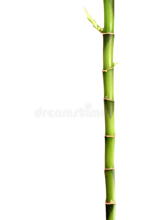 Bamboo stick. A stick of bamboo with a new shoot growing , #Sponsored, #stick, #Bamboo, #bamboo, #growing, #shoot #ad Bamboo Pictures, Bamboo Cartoon, Bamboo Stick, Bamboo Vector, Bamboo Image, Bamboo Background, Chinese Bamboo, Bird Tree, Photoshop Effects