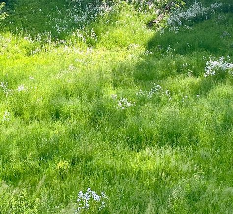 Green flowers field summer sunshine nature sun summer Tall Grass Field Aesthetic, Green Fields Aesthetic, Long Grass Field, Grassy Field Aesthetic, Green Field Aesthetic, Grass Field Aesthetic, Bright Green Aesthetic, Procreate Backgrounds, Background Studies