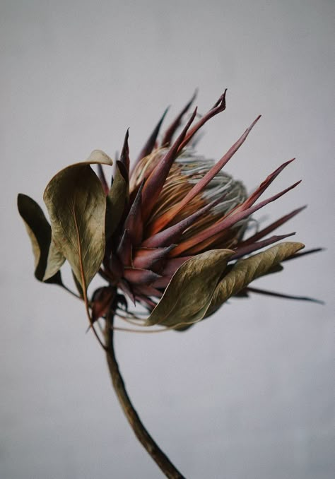 King Protea Flower, King Protea, Protea Flower, Close Up Photography, Airbrush Art, Photos Hd, Botanical Drawings, Arte Floral, Botanical Flowers