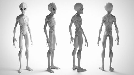 ArtStation - Grey Alien - 3D Model, Jack Nesbit Alien Anatomy, Grey Aliens, Alien Project, Gray Alien, Scary Alien, Alien Photos, Feet Drawing, Alien Drawings, Grey Alien